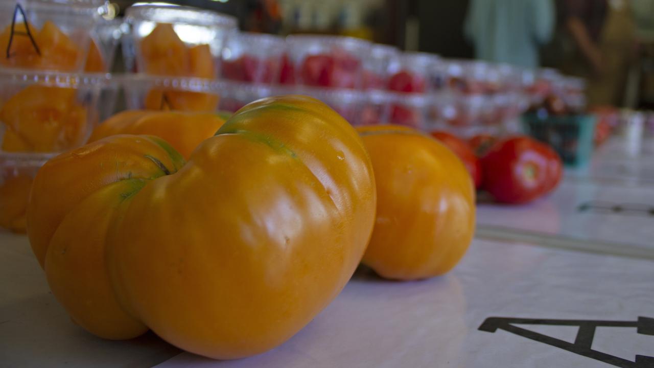 Close up photo of a UC Orange Creamsicle tomato