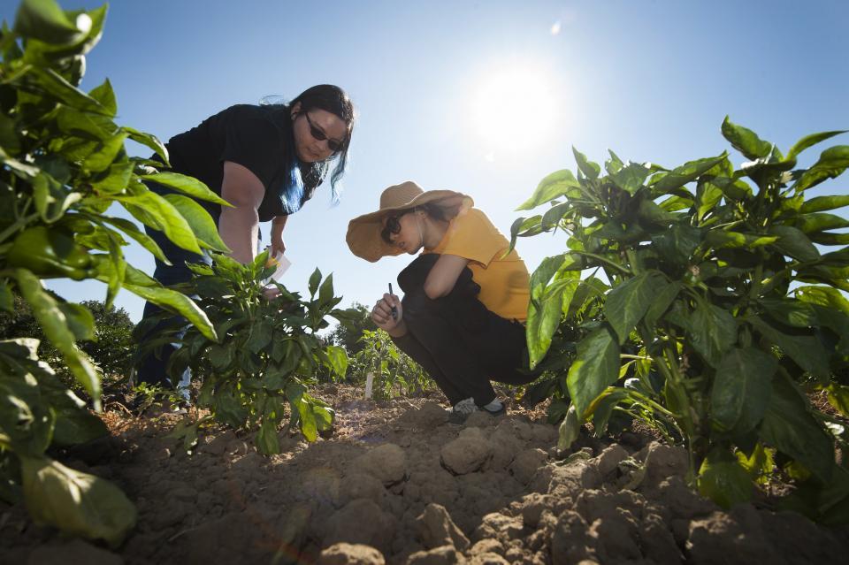 plant breeding