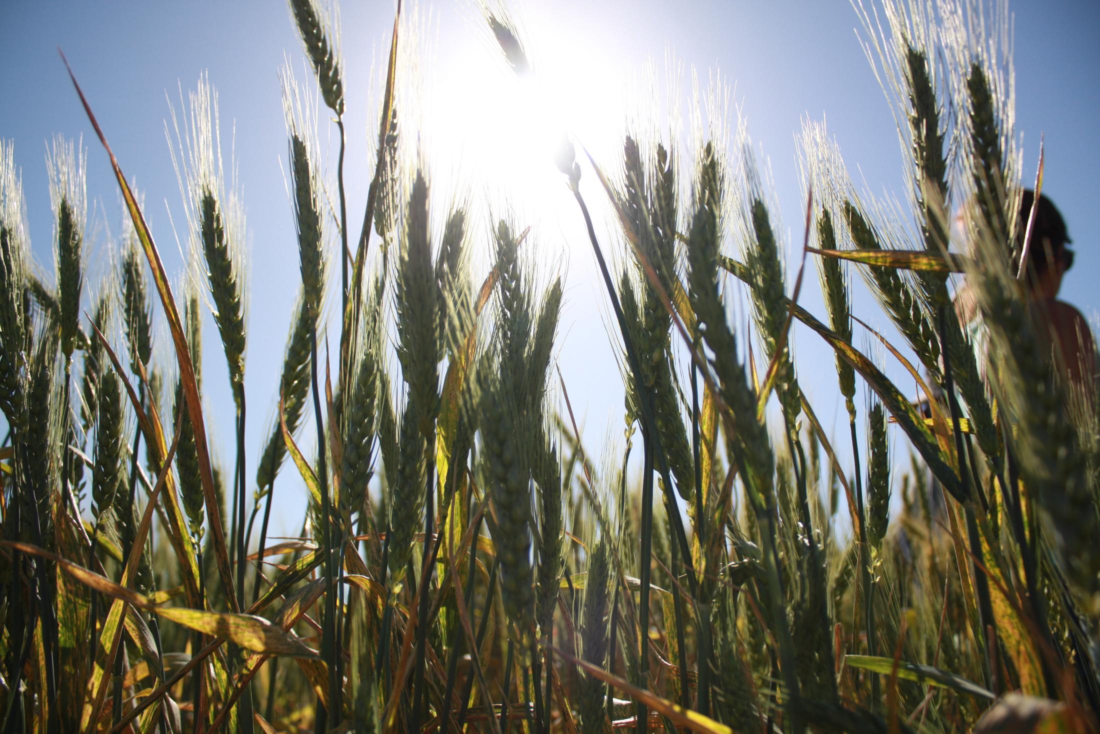 Wheat