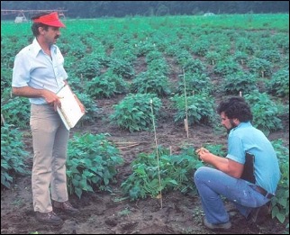 Fred Bliss and Ken Kmiecik evaluating snap bean trials at the Hancock, WI Experiment Station.