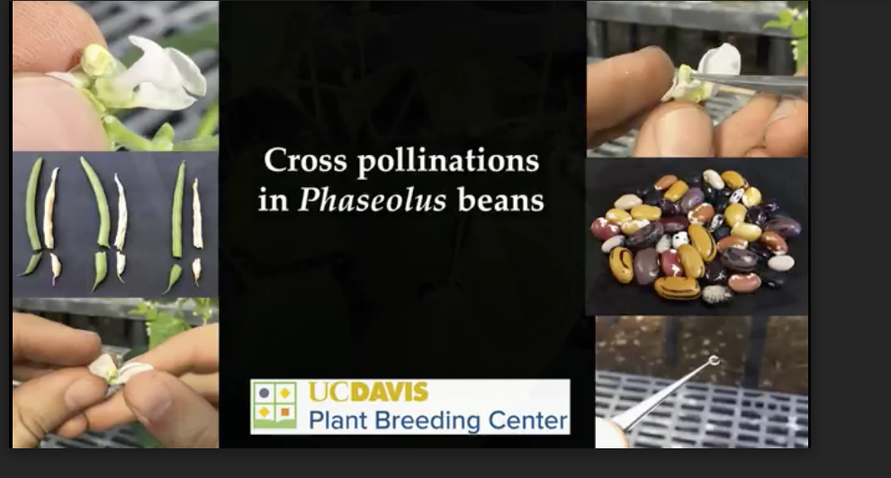Cross pollination in Phaseolus beans