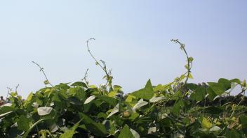 Bean field