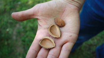 almonds