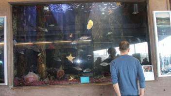 Attendee looking at fish tank