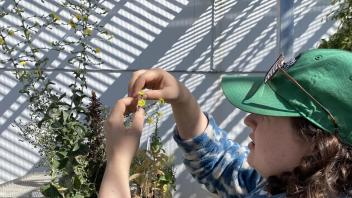 A person crossing tomatoes in a greenhouse
