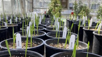 greenhouse plants