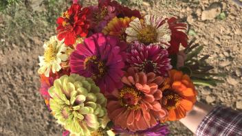 zinnia varieties