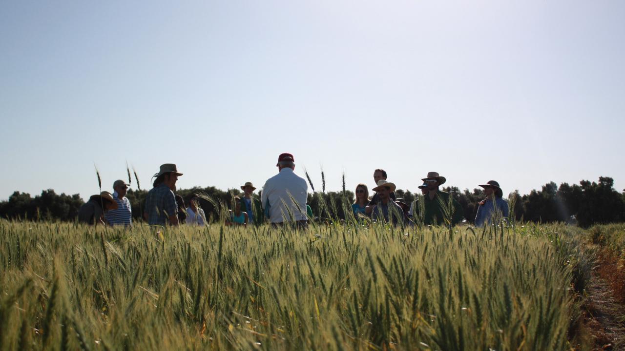 Students and Professor in Wheat Field
