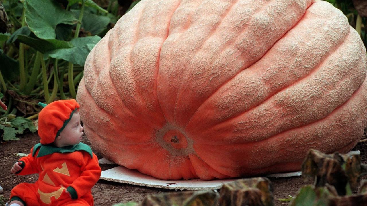 pumpkin
