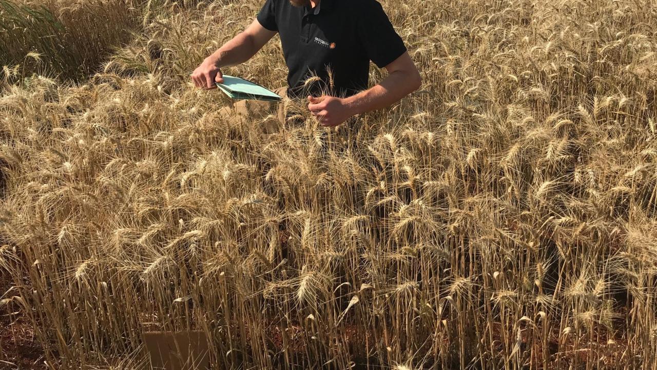 Andre in the wheat field