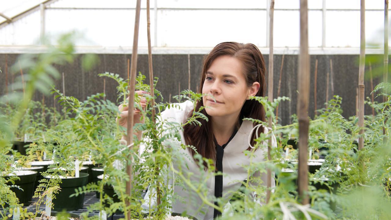 Kay Watt, PhD student at UC Davis Kay Watt with bean plants