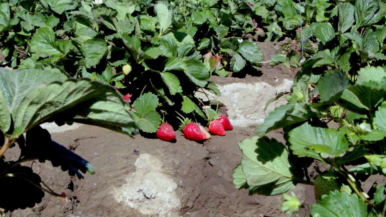 Strawberries in field