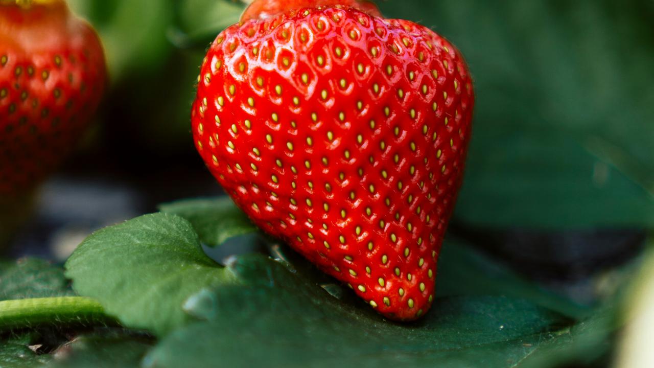 Strawberries in field