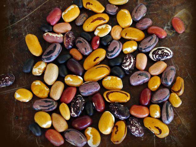 Collection of colorful bean varieties