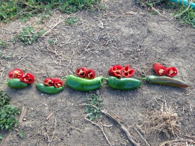 Collection of jalapeno varieties