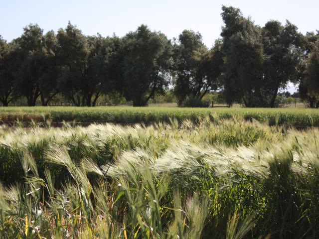 Wheat landscape