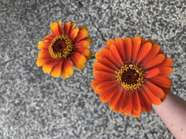 Benary's Giant Salmon Rose x Sombrero