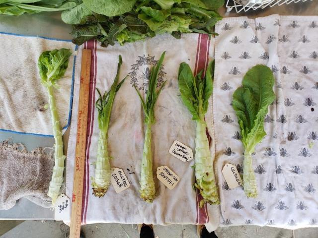 Examples of celtuce varieties being trialed as parents for the breeding project