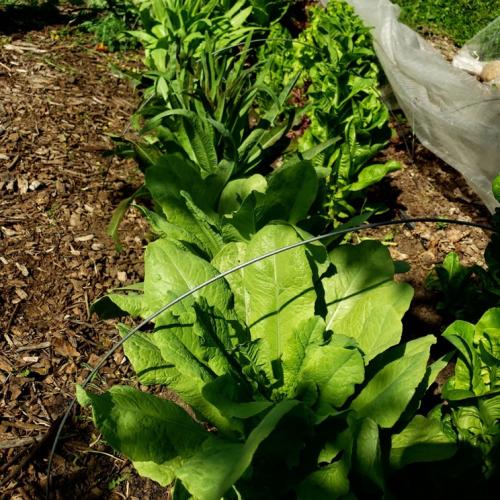 A bed of celtuce planted at the Eco Garden in 2022