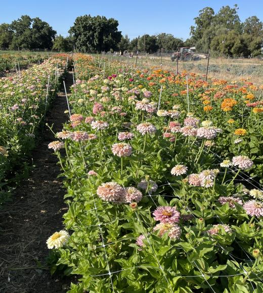 photo of an experimental zinnia field