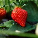 Strawberries in field