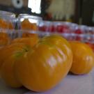 Close up photo of a UC Orange Creamsicle tomato
