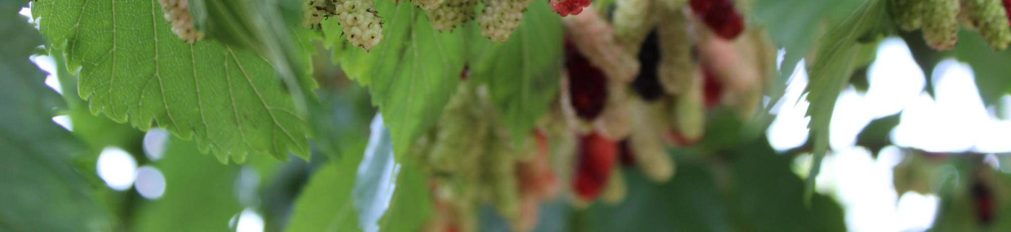 fruit