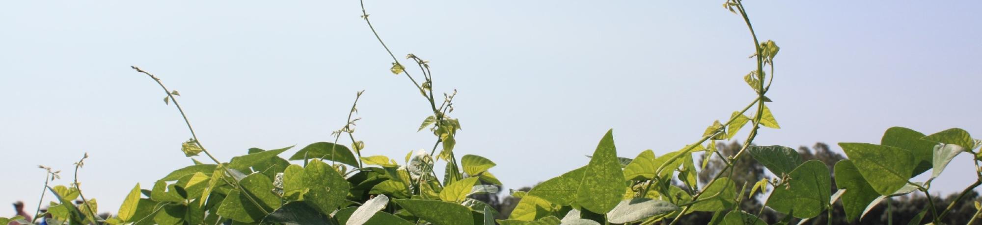 bean vine