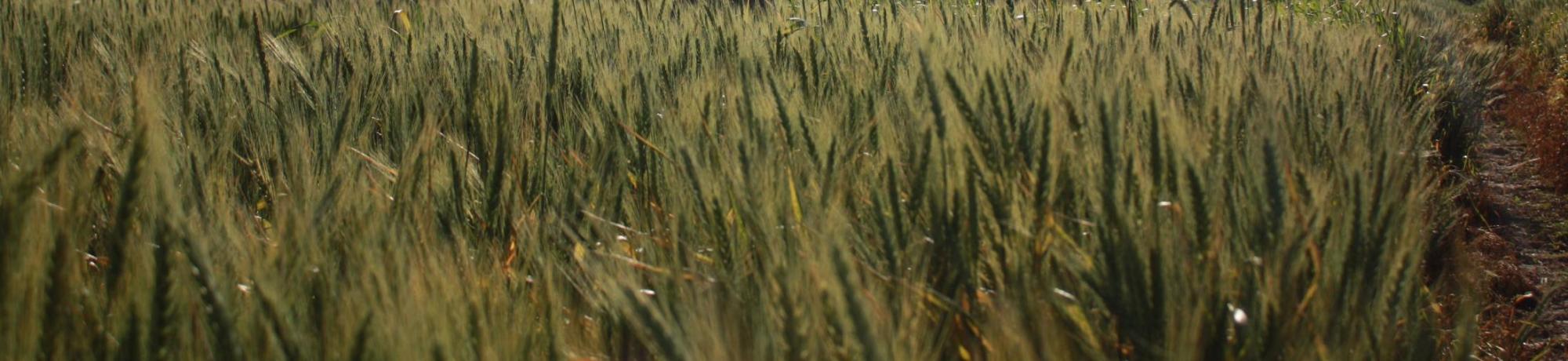 Students and Professor in Wheat Field