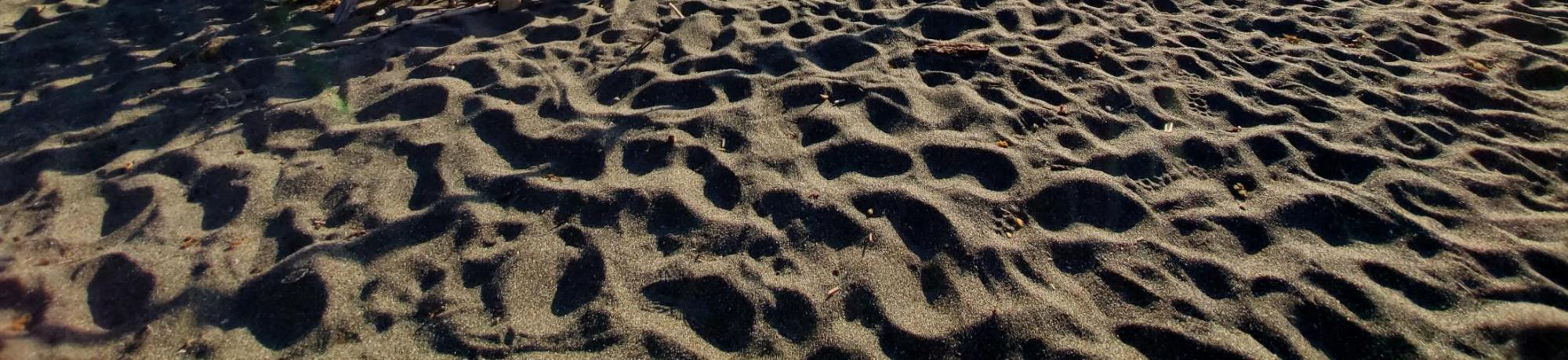Bodega Bay beach