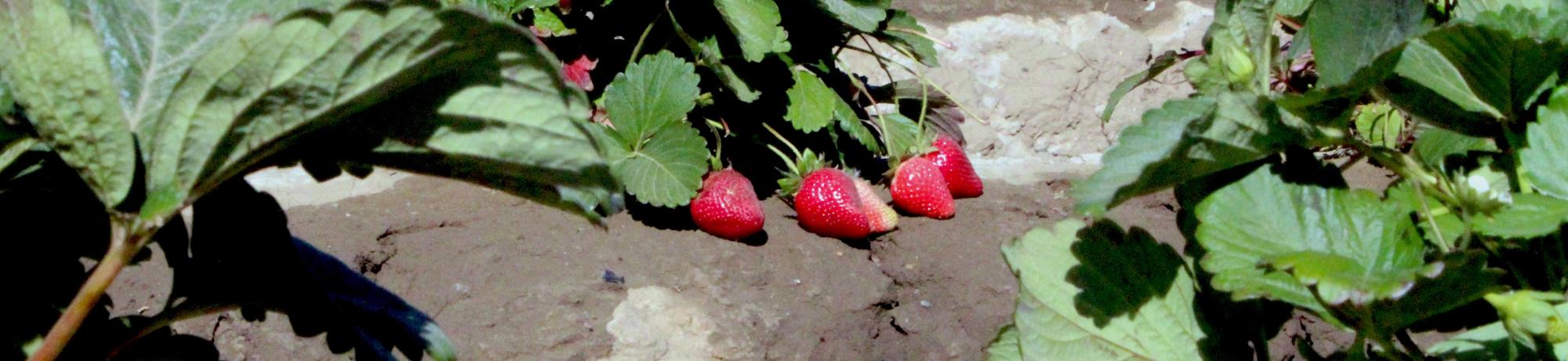 Strawberries in field