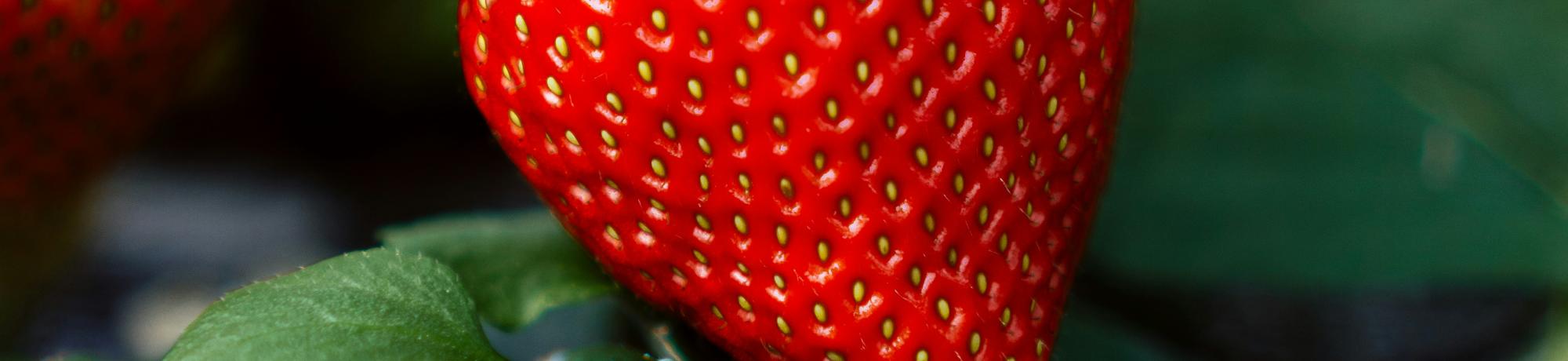 Strawberries in field