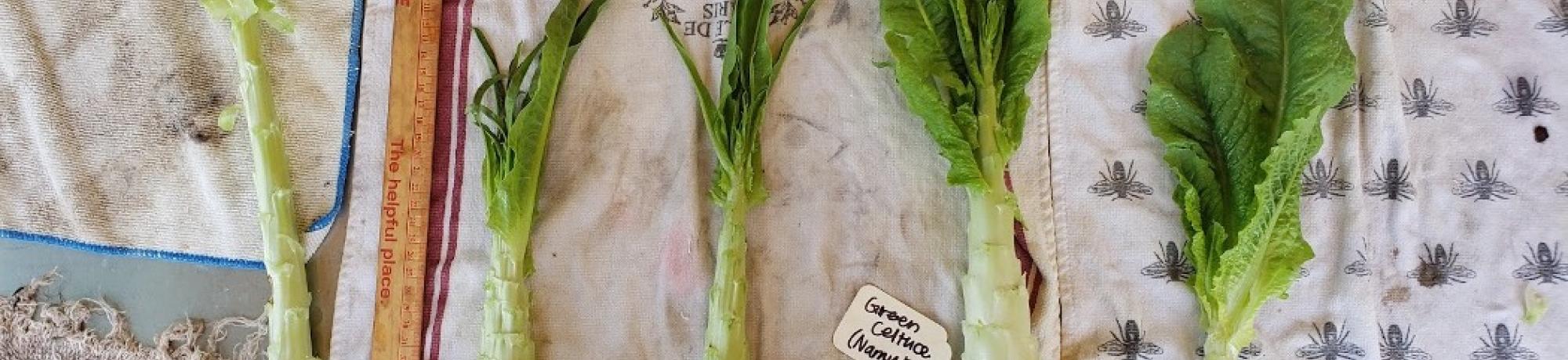 Examples of celtuce varieties being trialed as parents for the breeding project